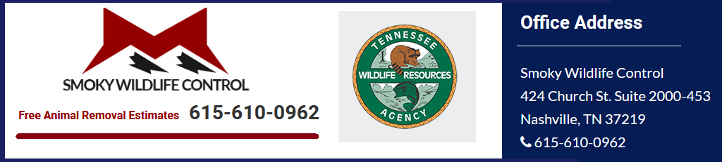 Smoky Wildlife Control Welcomes You to Our Nashville Animal Removal  Website! | Smoky Wildlife Control