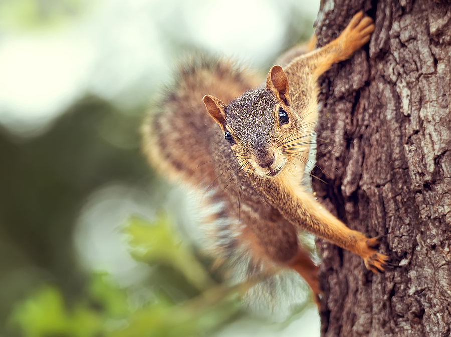 Squirrel Removal Nashville Tennessee 615-610-0962