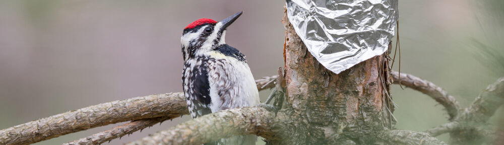Woodpecker Removal Nashville Tennessee