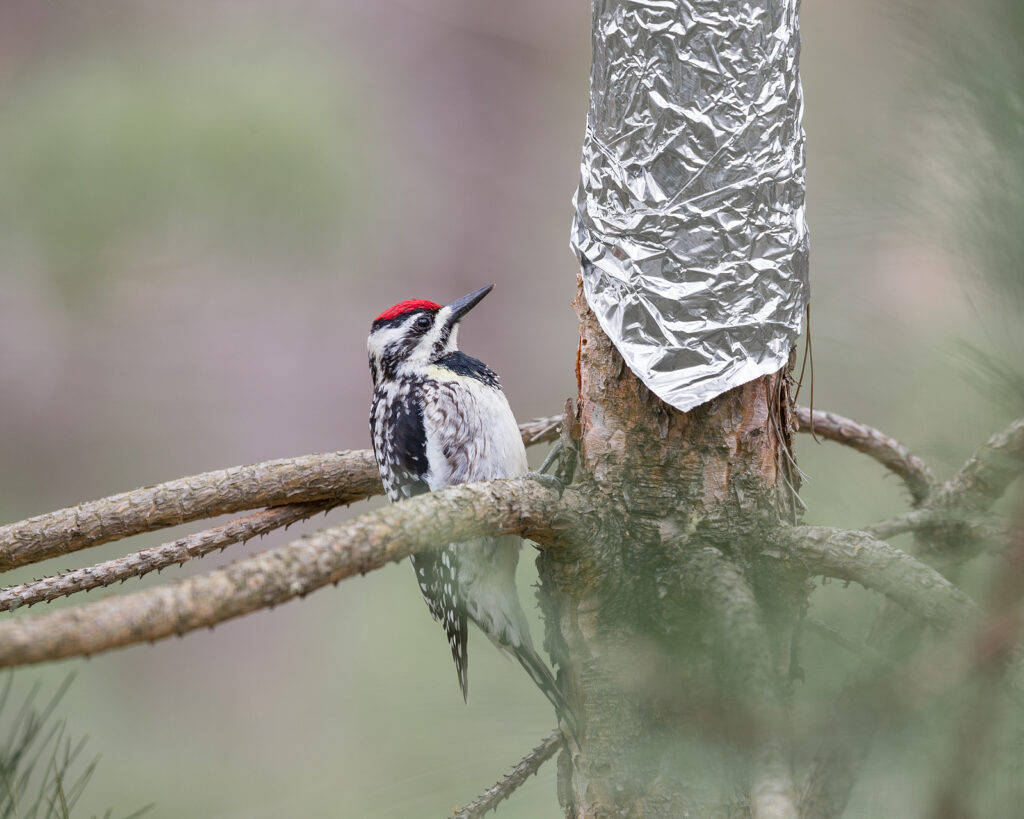 Woodpecker Removal Nashville Tennessee 
