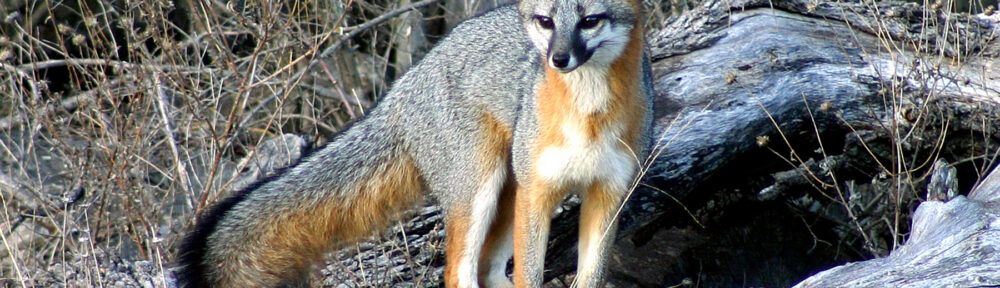 Fox Removal and Control Nashville Tennessee