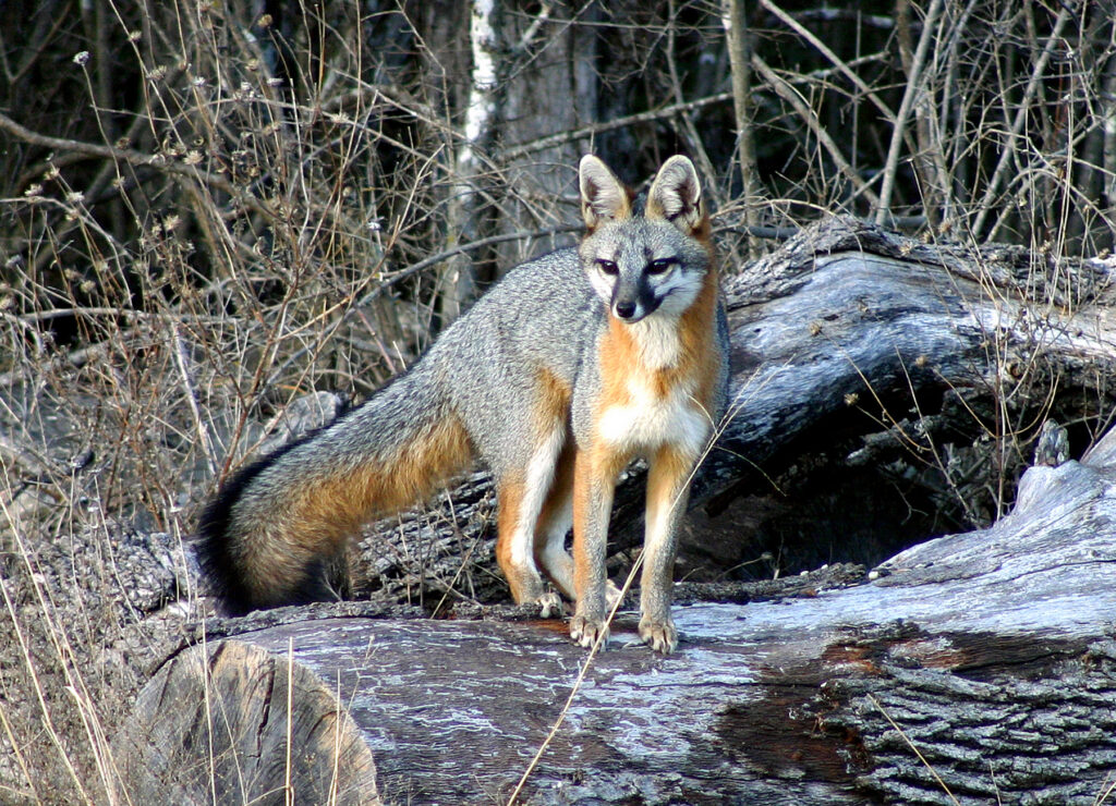 Fox Removal and Control Nashville Tennessee 