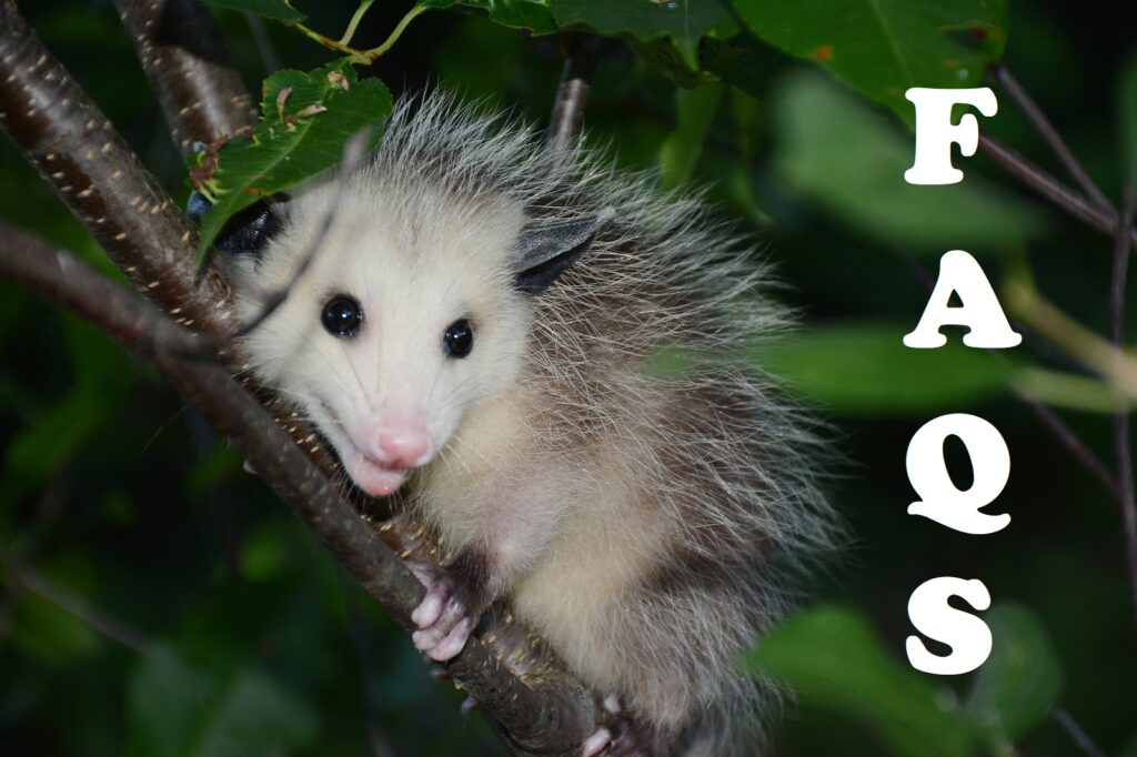 Nashville Tennessee Opossum Removal 615-610-0962