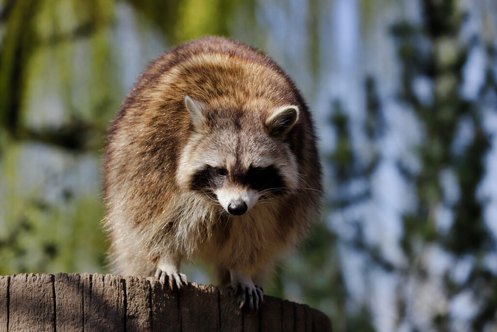 Raccoon Removal Company Nashville Tennessee 615-610-0962