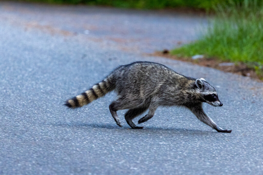 Raccoon Removal Service Nashville Tennessee 615-610-0962