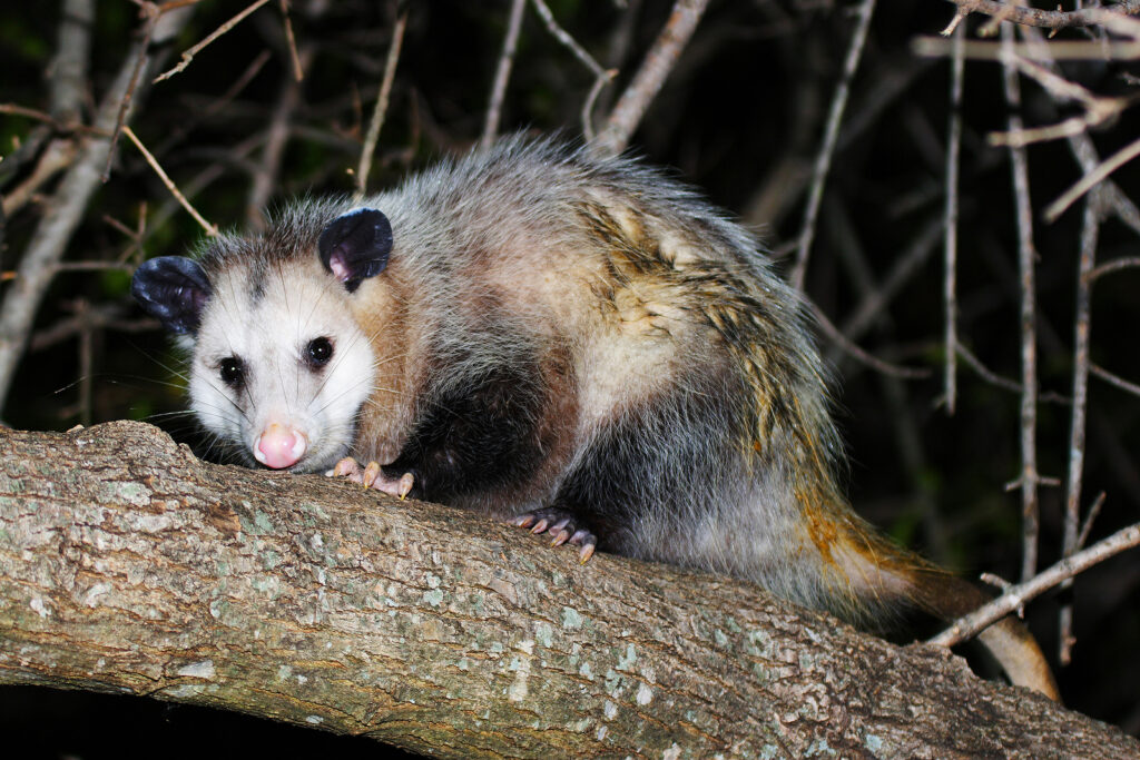 Opossum Removal Nashville Clarksville Tennessee 615-610-0962