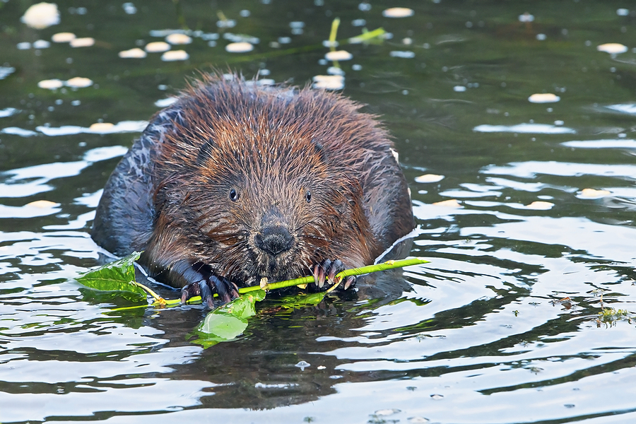 Beaver Removal and Control Nashville TN 615-610-0962
