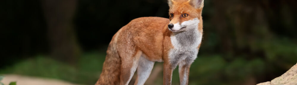 Fox Removal and Control Nashville Tennessee 615-610-0962