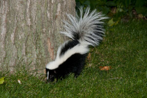 Call 615-610-0962 For Skunk Removal in Nashville Tennessee!
