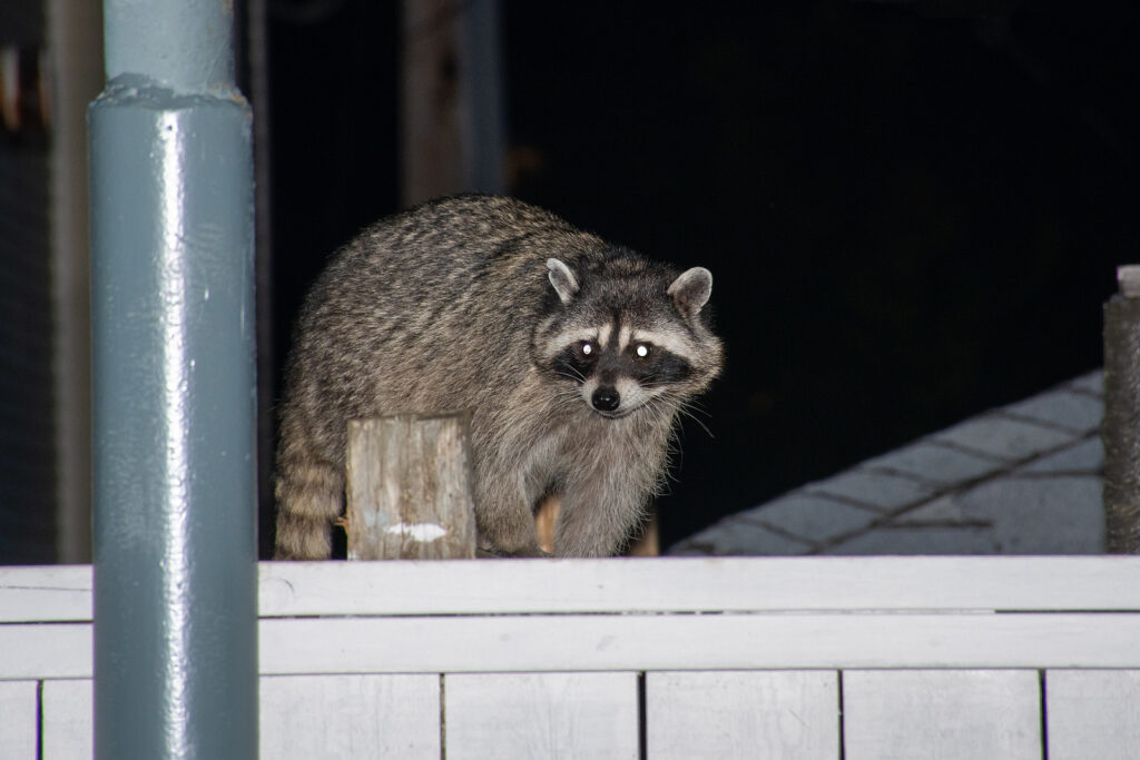 Call Our Raccoon Trappers in Nashville TN at 615-610-0962 Today.