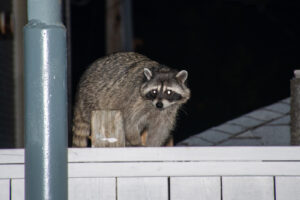 Call Our Raccoon Trappers in Nashville TN at 615-610-0962 Today.