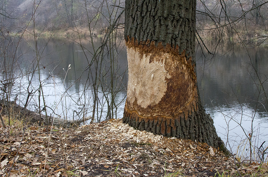 Call 615-610-0962 For Beaver Control in Nashville Tennessee.