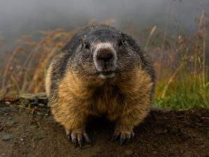 Call 615-610-0962 When You Need Licensed Groundhog Trappers in Nashville Tennessee