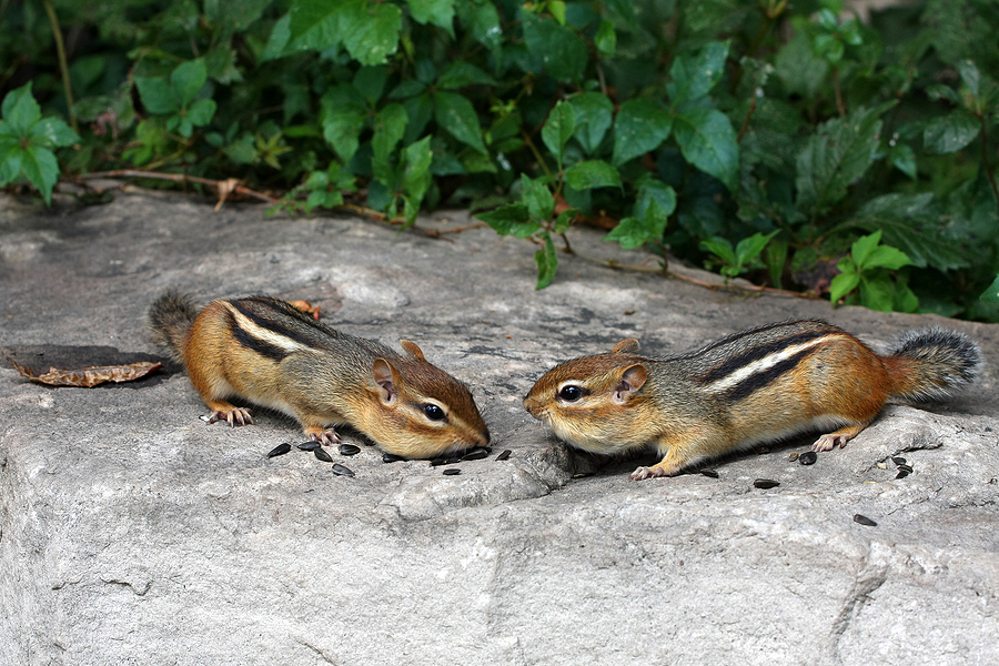 Call 615-610-0962 For Chipmunk Control in Nashville Tennessee
