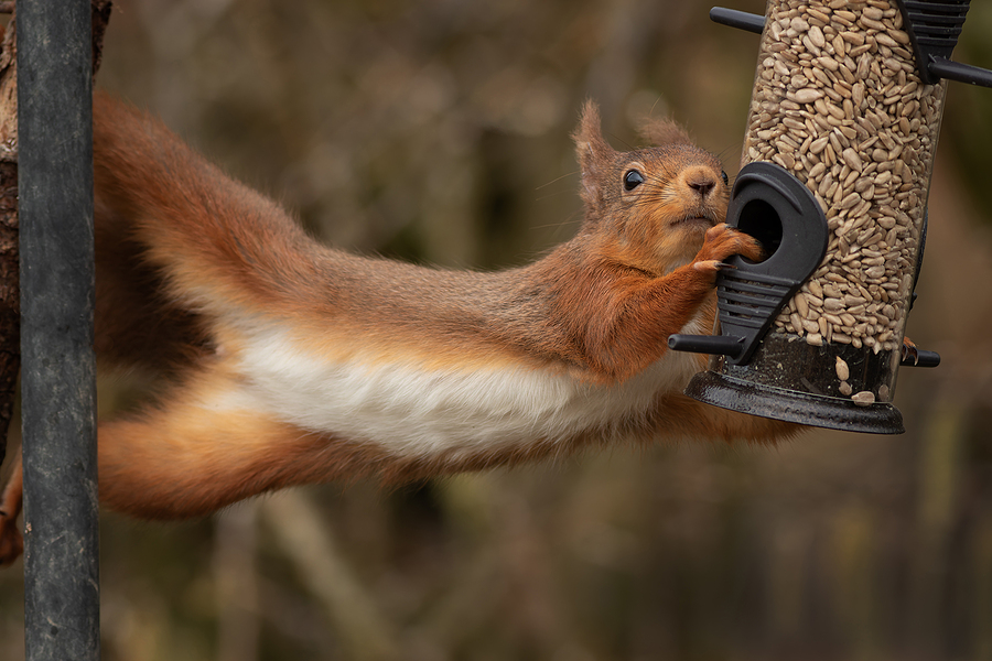 Call 615-610-0962 For Squirrel Control in Nashville Tennessee