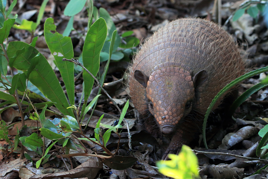 Call 615-610-0962 to Get Rid of Armadillos in Nashville TN