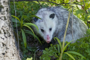 Call 615-610-0962 For Opossum Removal and Control in Nashville Tennessee
