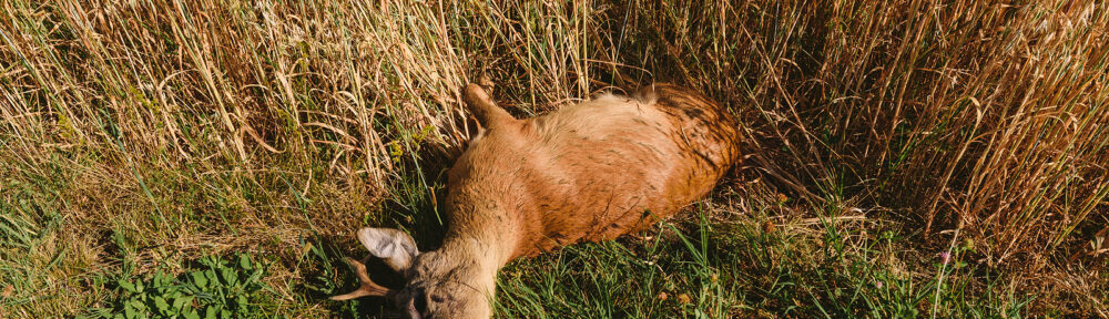 Call 615-610-0962 For Dead Deer Removal Service in Nashville