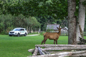 Call 615-610-0962 for Licensed Wildlife Control Service in Nashville TN