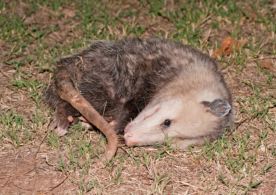 Call 615-610-0962 For Opossum Control Service in Nashville Tennessee