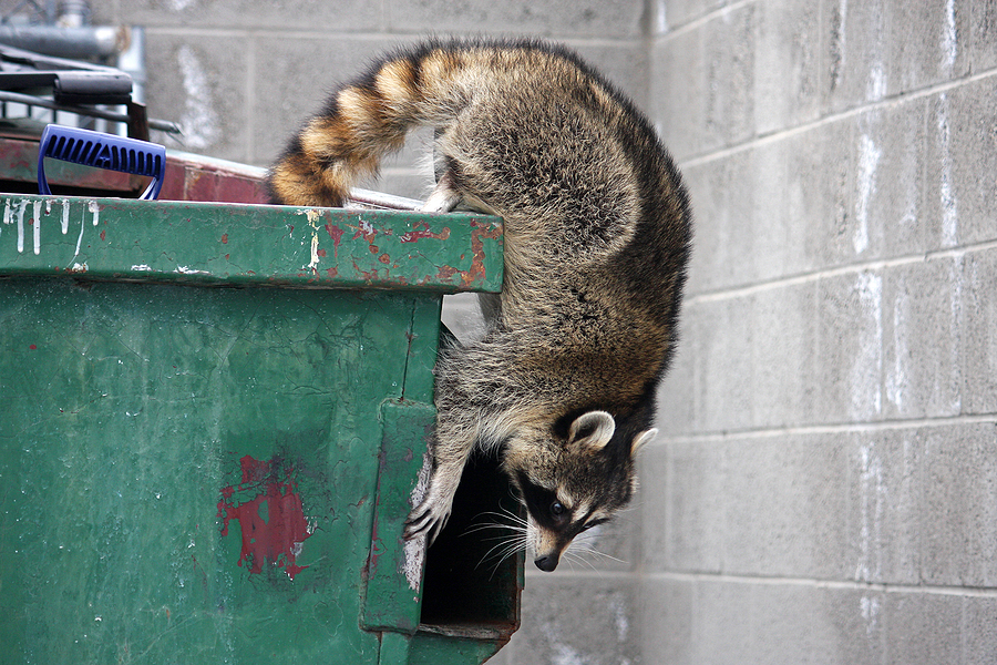 Call 615-610-0962 For Commercial Raccoon Removal in Nashville Tennessee