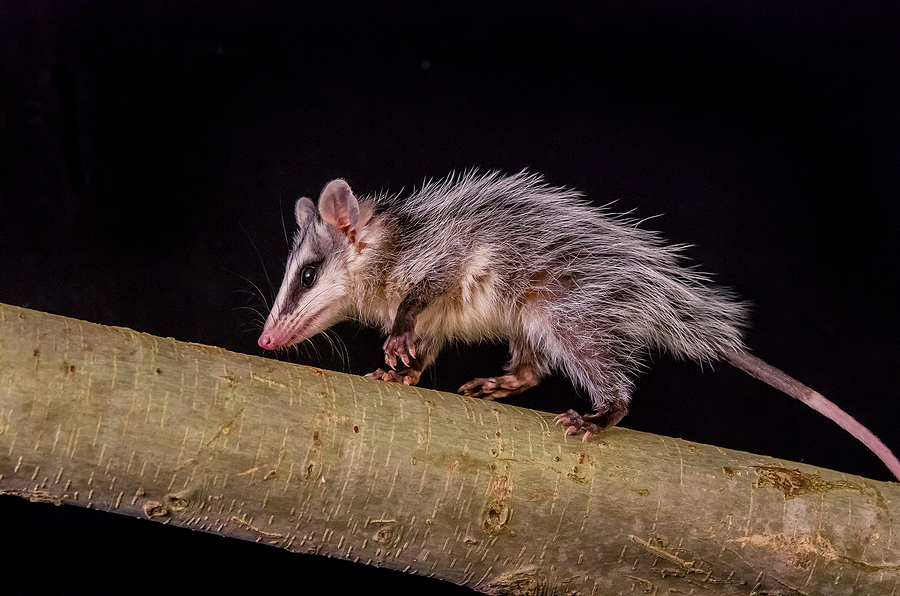 Call 615-610-0962 For TWRA Licensed Opossum Removal in Nashville & Clarksville Tennessee