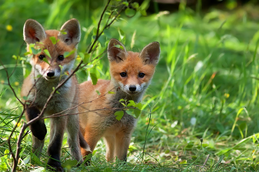 Call 615-610-0962 For Professional Fox Control Near Nashville Tennessee