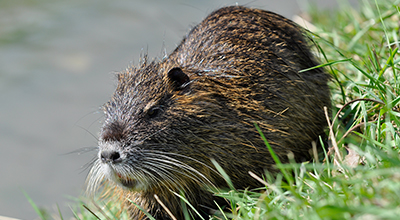 Beaver Removal Nashville and Clarksville TN