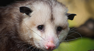 Opossum Removal Nashville Clarksville